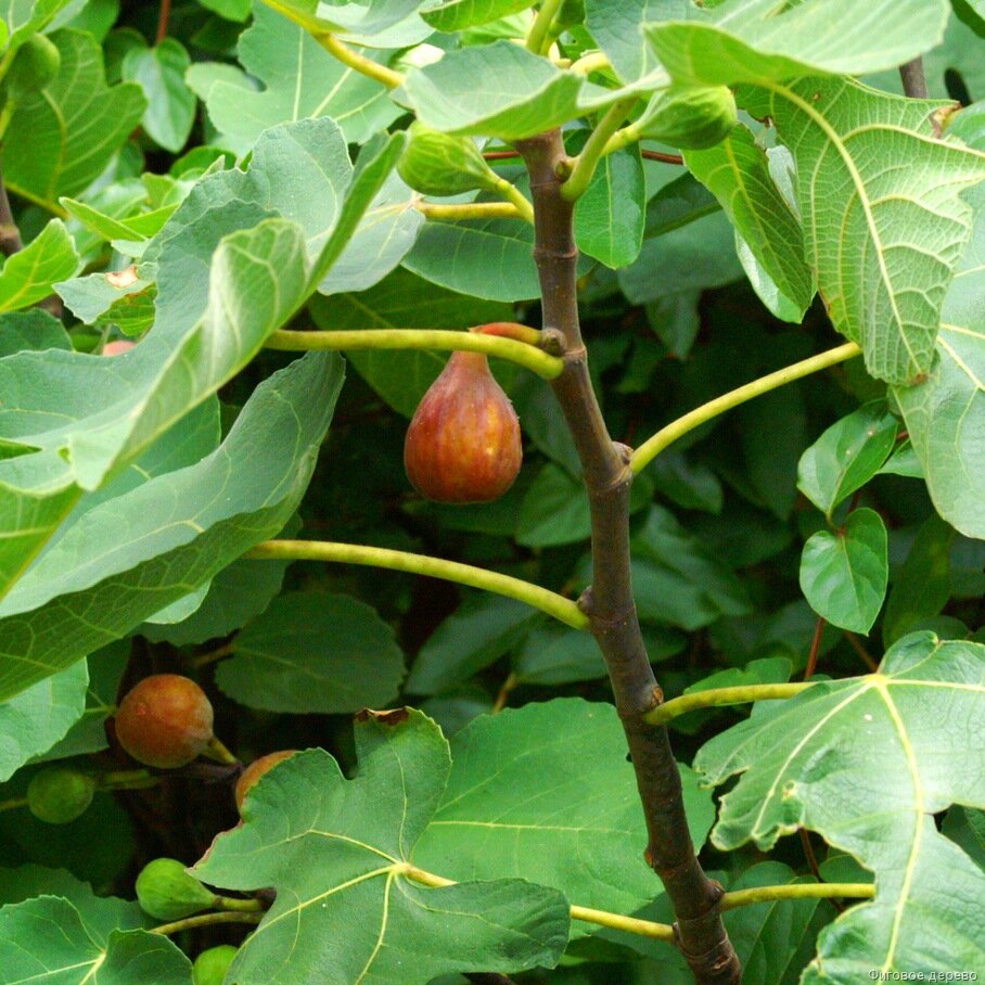 Смаковница это. Ficus carica дерево. Инжир фиговое дерево. Абиссинская смоковница. Руминальская смоковница.