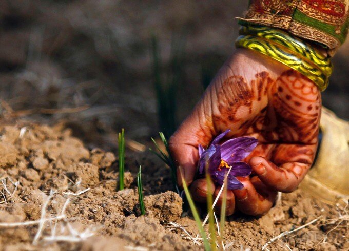 Saffron